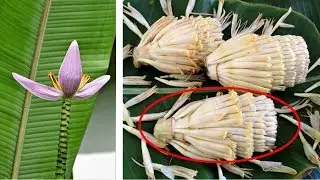 Powerful Health Benefits of the Banana Flower That Nobody talks About