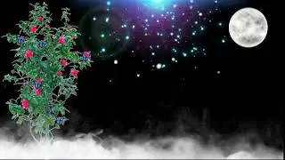 new Trending smoke effect black screen background template video effect 2022