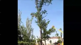 gesti&oacute;n arbolado talas