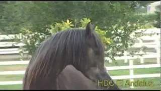 HDC EL ANDALUZ (Esperanto x Debraa VC)