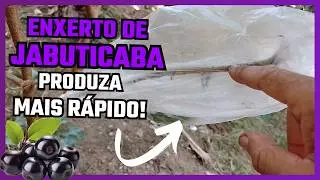 Como Enxertar Jabuticaba e Fazer Produzir Muito Mais R&aacute;pido!