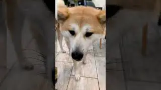 Королева акита ину #собака