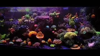 Sps reef chillout 