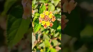 Putus Phool || Jharkhand 🍃🍃#shorts #short #shortvideo #shortsfeed #jharkhand #phool