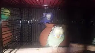 HOGO AND FRILL BACK FELLOW Budgies