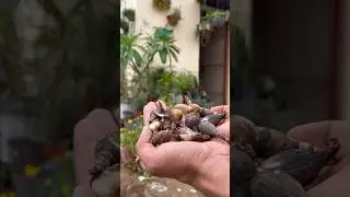 Magic Flower Of Rainy Season 🤩 #flowers #grow #plants #shorts