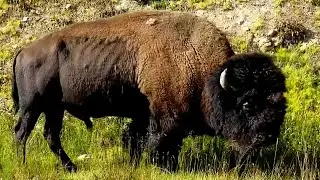 Yellowstone National Park AMAZING Wildlife & Waterfalls - Roadtrip of a Lifetime 