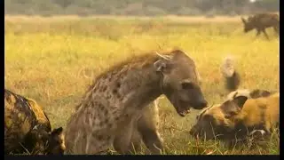 1 Hyena vs 20 Wild Dogs: Who Wins This BLOODY Battle? - Savage Savannah Showdown Caught on Camera