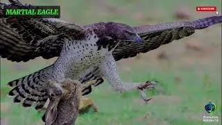 Martial Eagle: Africa&rsquo;s Giant Apex Predator | Evolution INSIGHTS