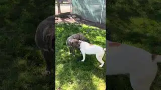 Rambo & Porkchop