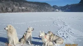 Chiens polaires sur les lacs gel&eacute;s de la Vall&eacute;e de Joux, &eacute;diteur YOUTUBE