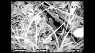 What a Snake Looks like at Night through Thermal and Gen 3 Night Vision