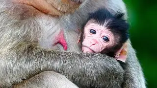 Congratulation Mother Monkey Mekala giving birth Baby is so cute today