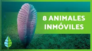 8 ANIMALES que NUNCA se MUEVEN 🐙 ¡Descúbrelos!