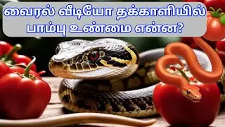 தக்காளியில் ஓட்டை பாம்பின் விஷமா? வைரலாகும் வீடியோ  #trending video @JRJTamil