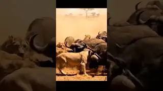 animal fight #life #wildlife #animals #youtubeshorts #lion #viral #shorts #youtubevideo #viralshorts