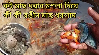 কই মাছ ধরার মশলা দিয়ে কী কী রঙীন মাছ ধরলাম #colourfish #colourfishfram #goraminfish #fishfram #vlog