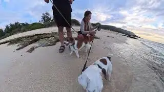 Dogs' Epic Beach Adventure: Hilarious POV of Pups Chasing Waves & Digging Holes! 🐶🏖️