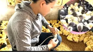Animal husbandry (Episode 1): How to care for 1-day-old ducks