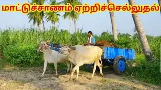 Bullock Cart Cow Dung Loading Ride | Bullock Cart Ride