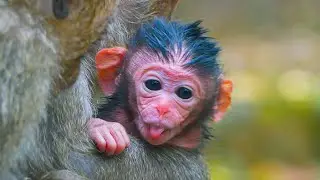 Monkey Nanda Brings Newborn Arrival into the World Today & Welcomed the Cutest Newborn Ever!