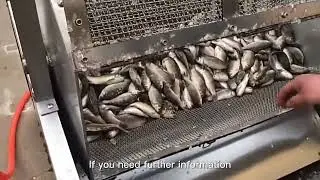 Video of Small Fish Scaling Machine
