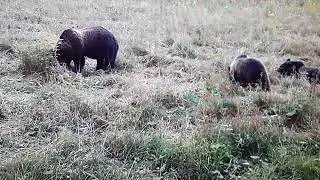 видео с фотоловушки мини 301
