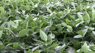 Desseca&ccedil;&atilde;o uniforme. Novo herbicida &eacute; foco da Corteva no City Farm