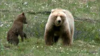 Heartbeats of Denali