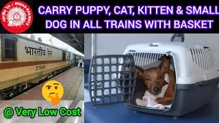 carry puppy in train with basket | carry cat in train with basket | puppy ko train me kaise le jaye