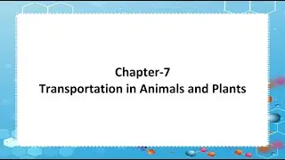 Revised Science Outlook Book 7 : Ch 7 Transportation in Animals and Plants