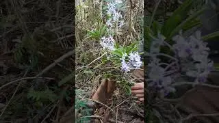 VANDA COERULESCENS