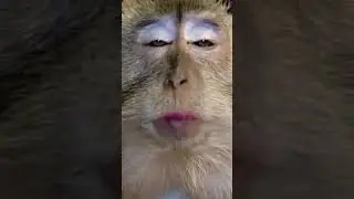#shorts - Epic 5-Second Meme Video! - #84