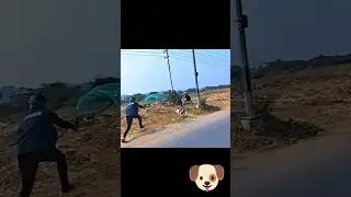 Gojo Is Come Back Dog Catch #gojo #dog #ytviral #streetdogrevival #funny #dog #dogshorts #doglife