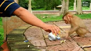 Abandoned Monkey Sovana Hungry And Scares of Dog So Cameraman Help to Look After Instead of Papa Lin