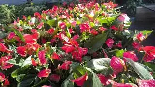Roses & Anthuriums: The New Wave of Luxury Plants