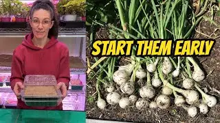Посев лука из семян #выращиваниеизсемян #выращивайсвоюеду