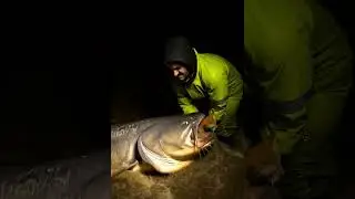 Rescue Cat From Giant Wels Catfish | Emotional Animal Rescue Story