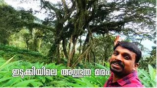 അത്ഭുത മരം കാണാം🌳 ഹൃദയരാഗം | Largest Tree Of India By Jithin Hridayaragam