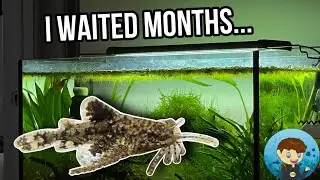 I Finally Got Anchor Catfish!