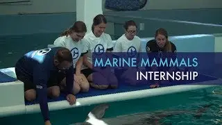Программа стажировки по морским млекопитающим в Клируотерском морском аквариуме