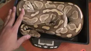 The biggest Lesser Platinum ball python ???