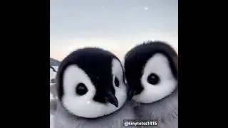 Cute Penguin 🐧|| #shorts #youtubeshorts #cute #reels #pets #love #ai #viral