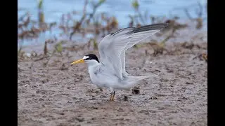 Least Tern (Sternula antillarum) 4K