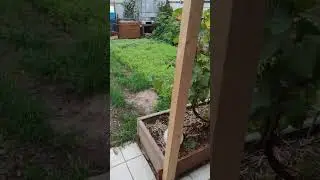 Газонная трава и сидераты