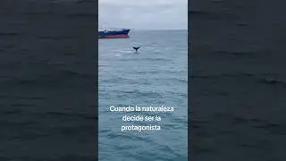 #vidamarina #ocean #bellezanatural #ballenas