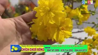 HOA MAI ĐẠI LỘC HOA CỰC ĐẸP GI&Aacute; C&Acirc;Y GIỐNG LẠI C&Ograve;N RẺ BẤT NGỜ | 0397142252 hoặc 0947873959