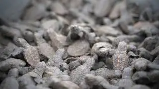 Life in Japan. 15 Seconds World. Vol,1 BABY SEA TURTLES