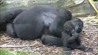 Gorillas @Burgers' Zoo 6 September 2014 part 12