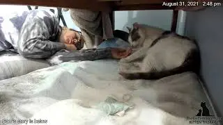 Sam the Man - Napping with Cats 2021-08-31